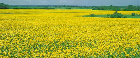 35436_480x200_72_DPI_0