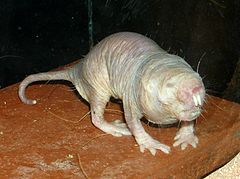 mole-rat