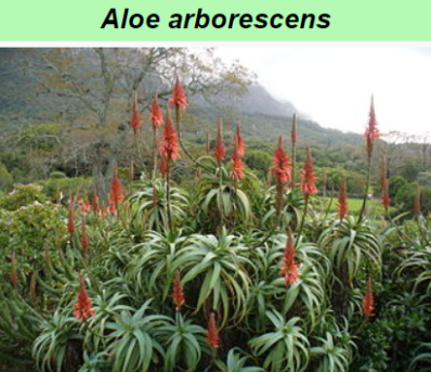 aloe