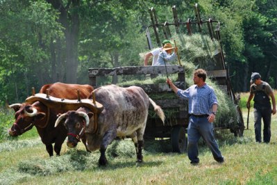 Farming-With-Oxen