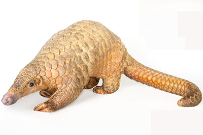 Pangolin